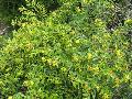 Shrubby St. John